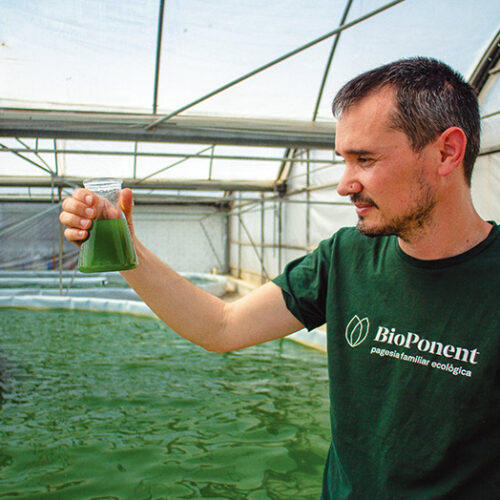 espirulina ecològica a Blauver