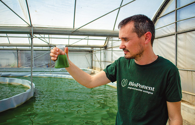 espirulina ecològica a Blauver