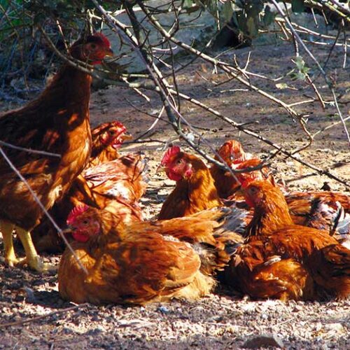 gallines