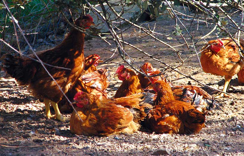 gallines