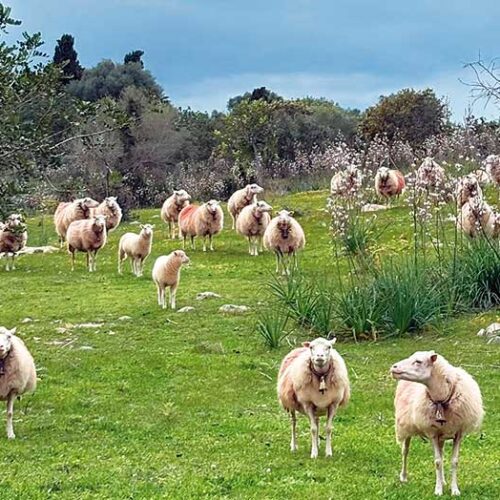 Pastures