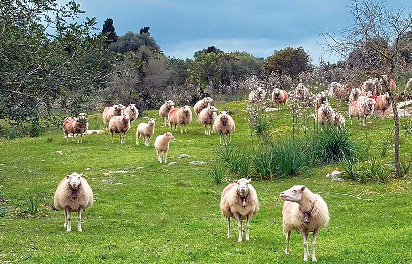 Pastures