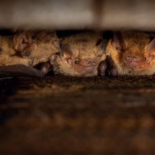 ratpenats