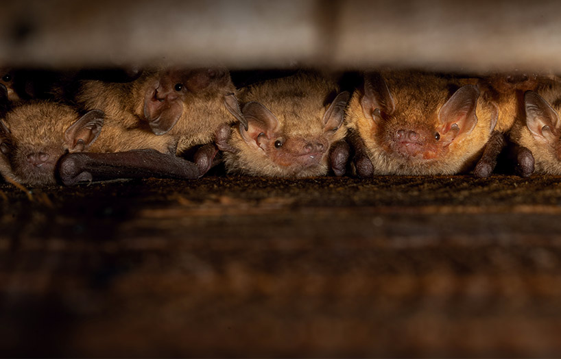 ratpenats