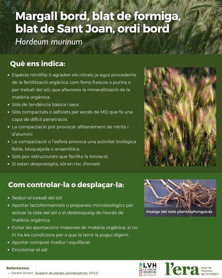 hordeum murinum, planta bioindicadora