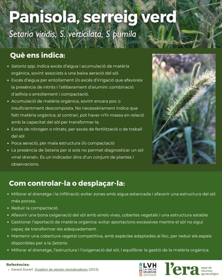 setaria, planta bioindicadora