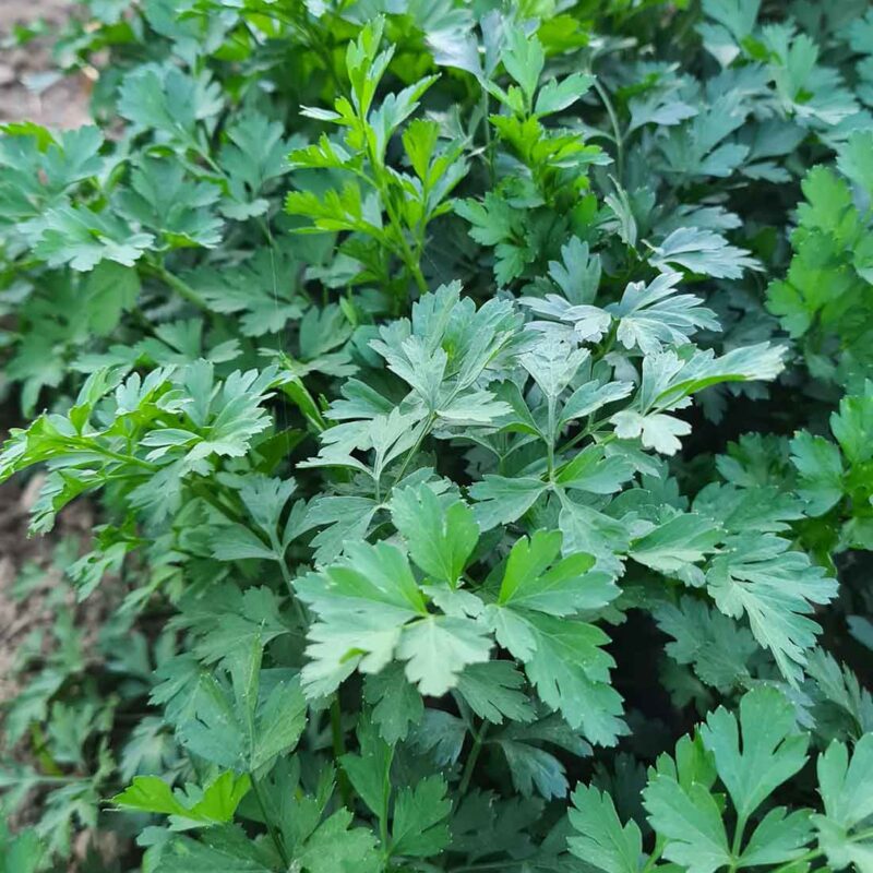 Julivert_Breda