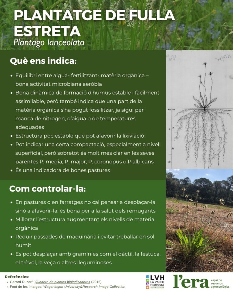 plantago lanceolata planta bioindicadora