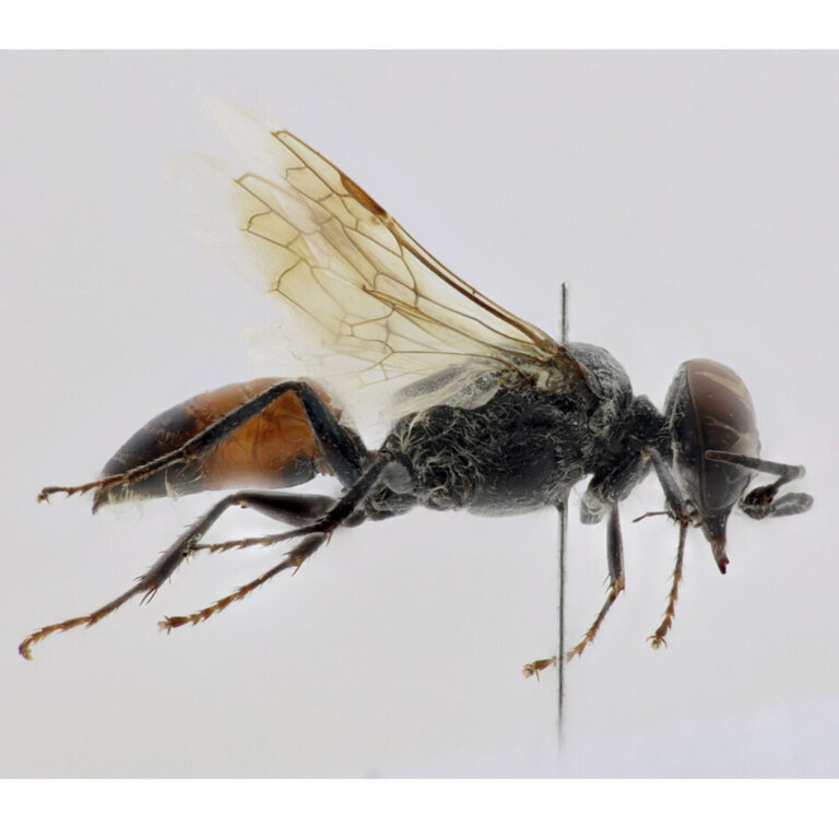 Astata cobosi