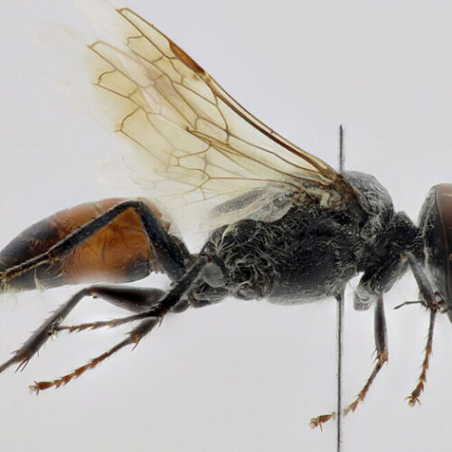 Astata cobosi