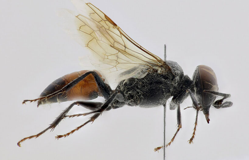 Astata cobosi