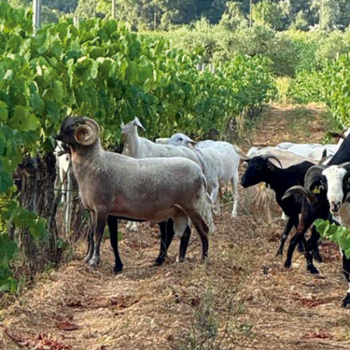 finca biodinàmica. Imatge cedida per Jordi Querol.