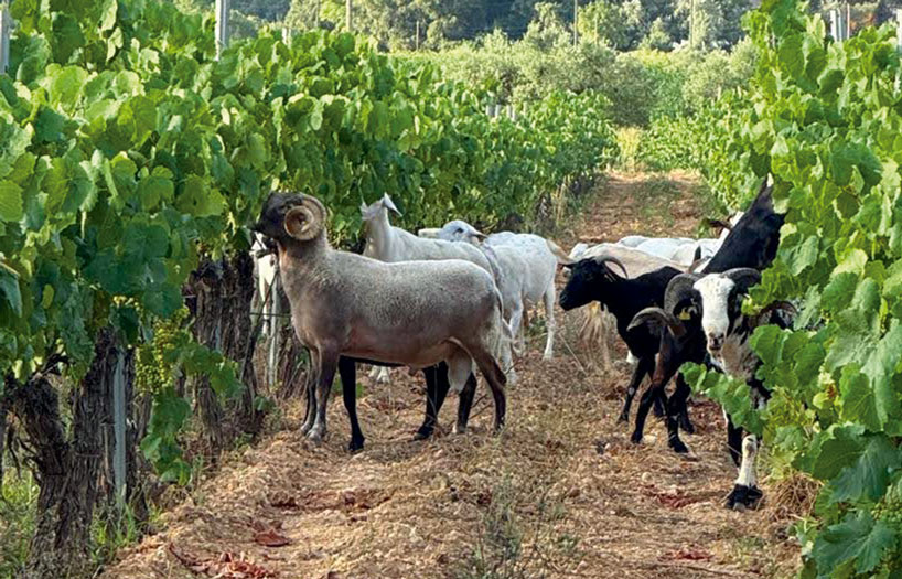 finca biodinàmica. Imatge cedida per Jordi Querol.