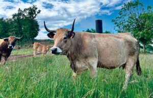 Vaca Aubrac