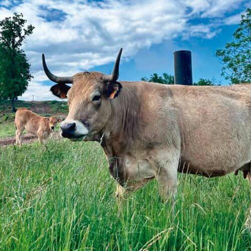 Vaca Aubrac