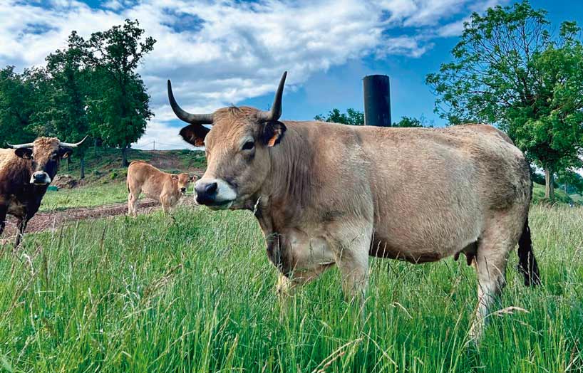 Vaca Aubrac