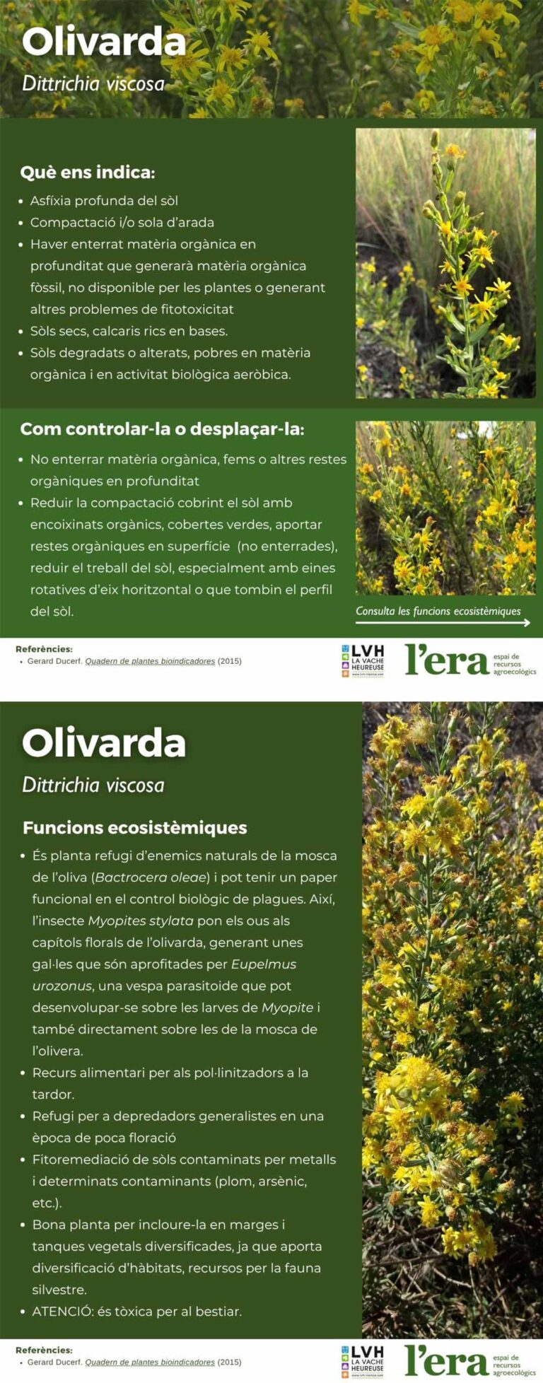 dittrichia viscosa - olivarda- planta bioindicadora
